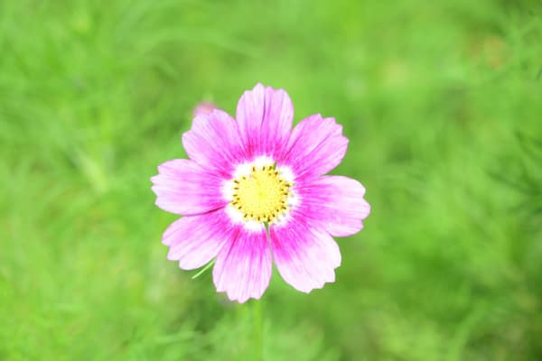 Cosmos field ahead of full bloom
