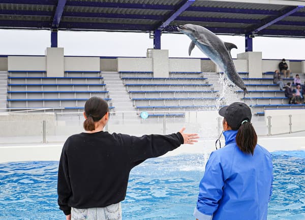 Dolphin handshake experience at Kamogawa Sea World