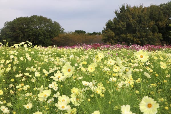 Cosmos Yellow Campus en flor
