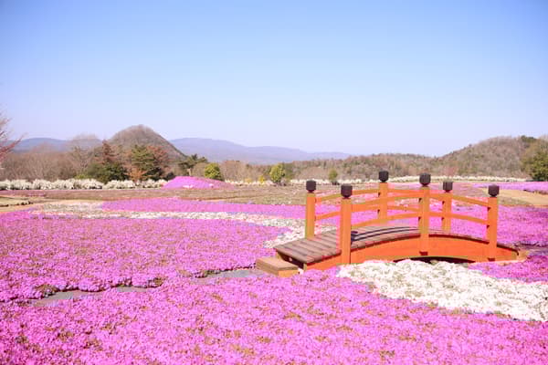 摄于2026年4月8日