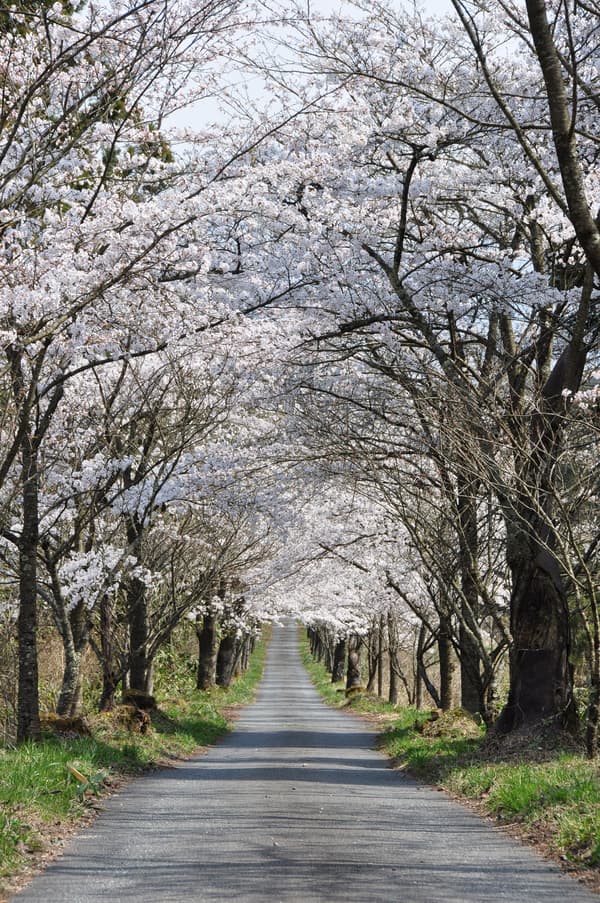 茅部神社的樱花大道