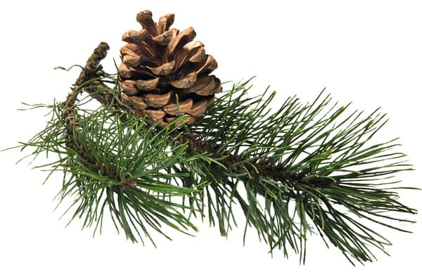 Pine tree