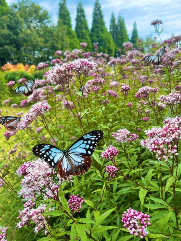 Asagimadara butterflies gathering on a clear, warm day