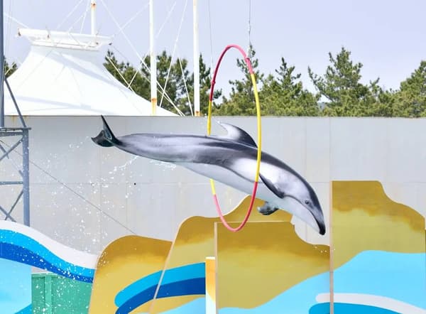 Delfines realizando rutinas sincronizadas en el Surf Stadium