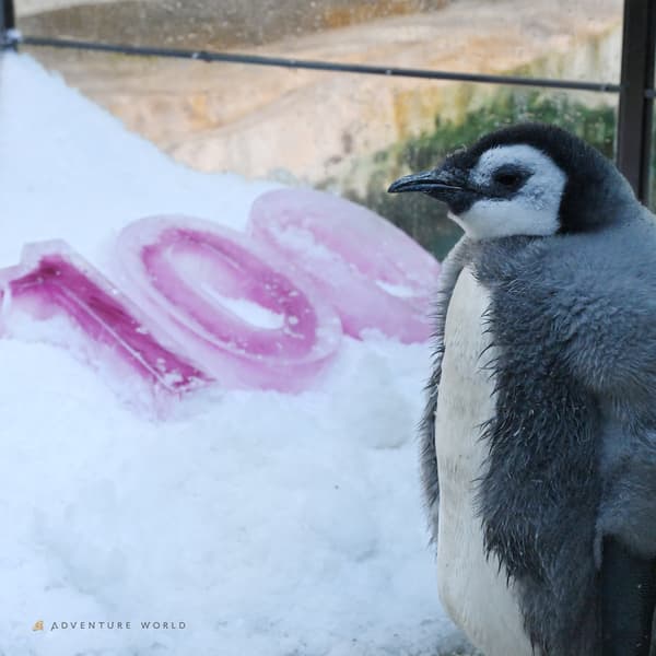 Day 100 (January 8, 2026)