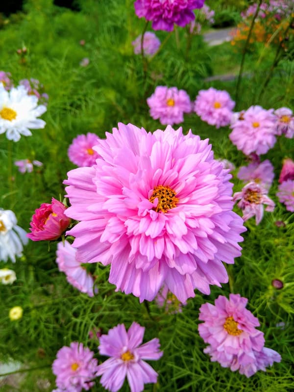Double Click blooms in a mix of red, white, and pink, and tends to flower relatively early
