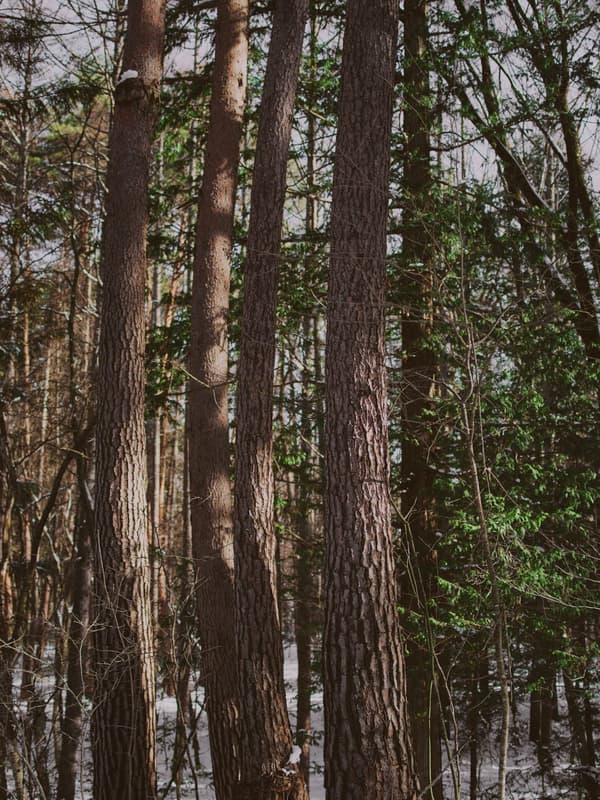 Productos desarrollados a partir de residuos forestales de madera