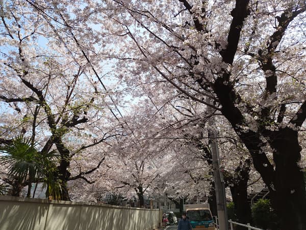 Somei Yoshino Birthplace - Cherry Blossom Tunnel in Komagome Somei District