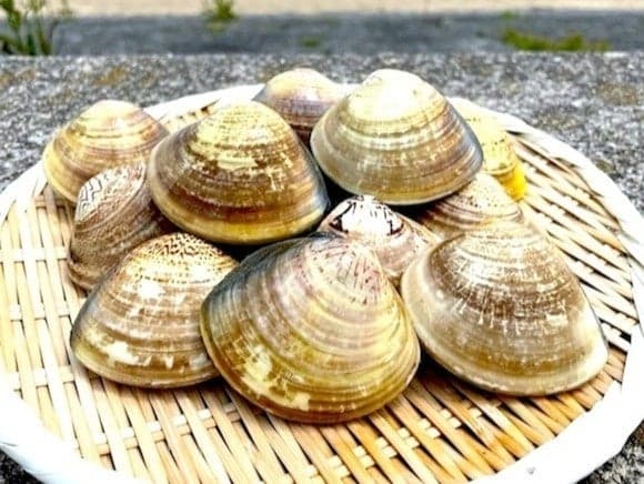 Kerang hamaguri segar dari Daiei Suisan