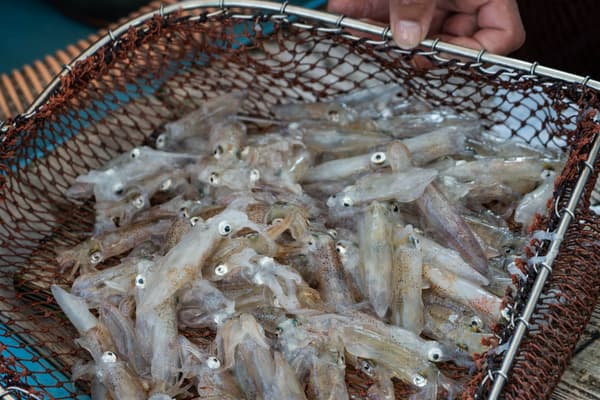 시마메시 식사 풍경