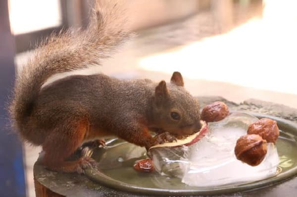 Ardilla japonesa mordisqueando un premio de hielo con frutos secos