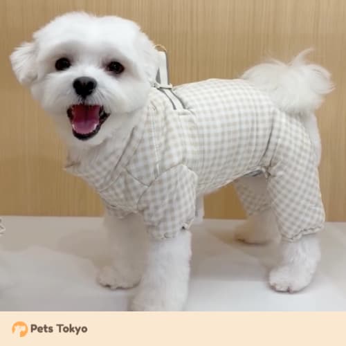 moncheri items at Pets Tokyo Hatagaya