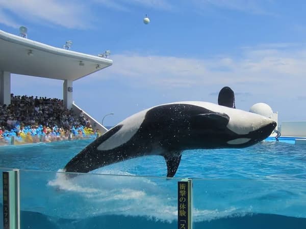 Ocean Stadium con área de espectáculos de orcas