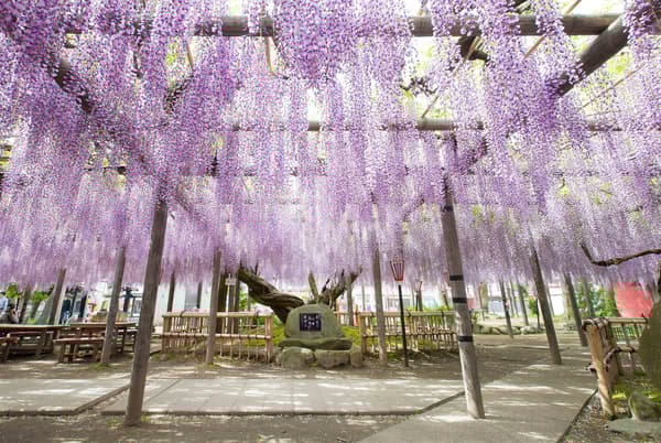 熊野长藤（照片中央）