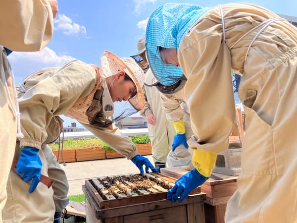 Urban beekeeping tour on the rooftop