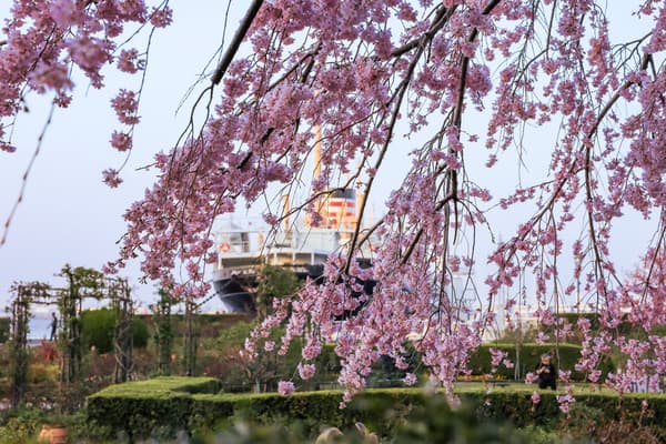 3月下旬山下公园的樱花