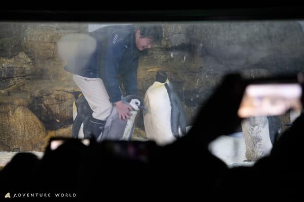 饲养员介绍企鹅宝宝