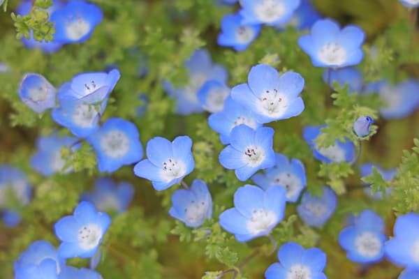 Nemophila at Mother Farm, photographed April 25, 2026