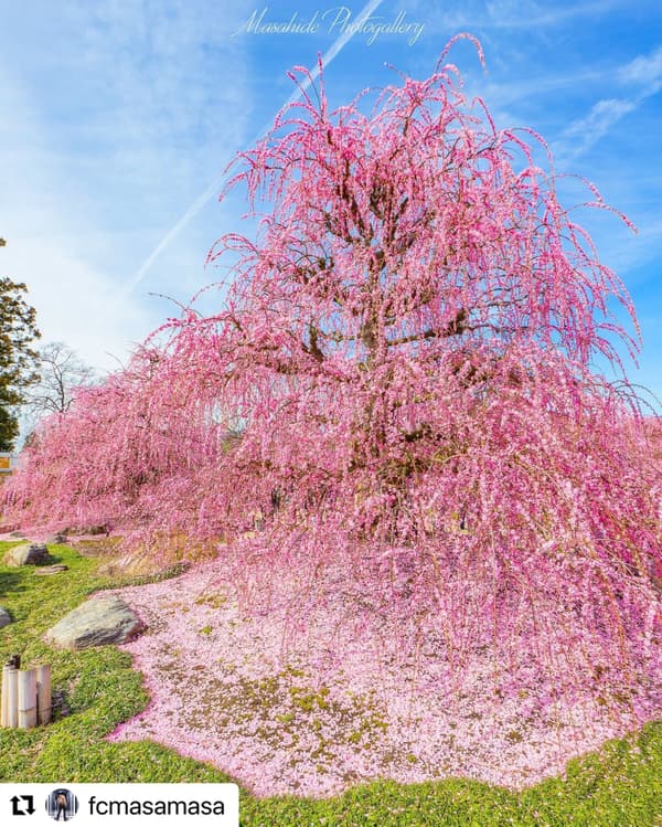 即使花瓣掉落後，遊客仍然可以欣賞粉紅色的地毯（2024年攝影比賽獲獎者 @fcmasamasa）