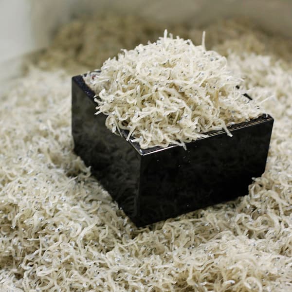 Penjualan tebak berat Shirasu di Umeda Marche