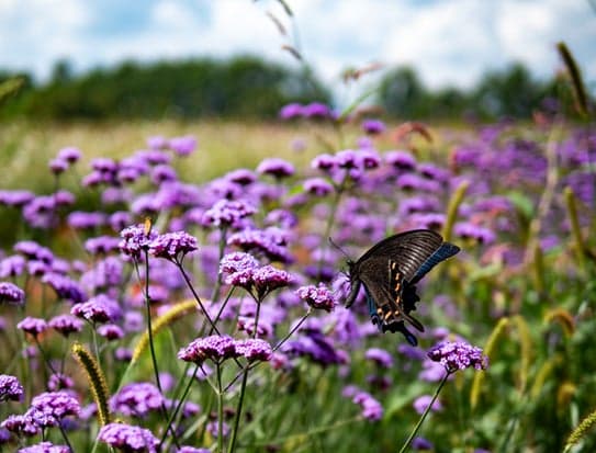 The flower field in full bloom last year