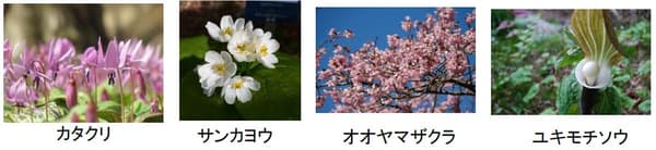 六甲高山植物園現正盛開的花卉