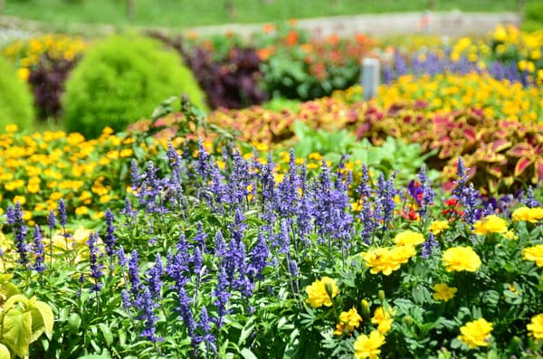 Salvia azul
