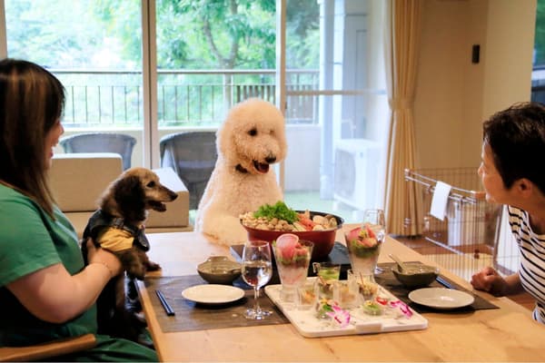 Staying with a dog