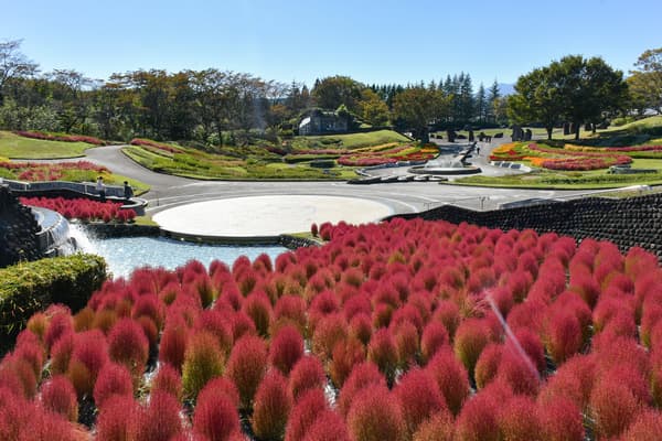 Kochia at Irodori no Hiroba