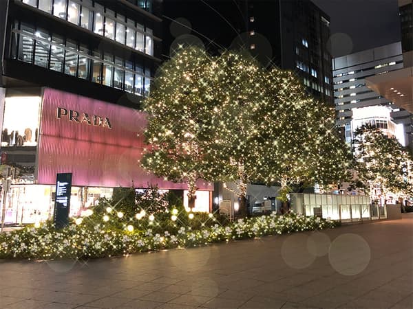 Winter illumination on the trees and plantings