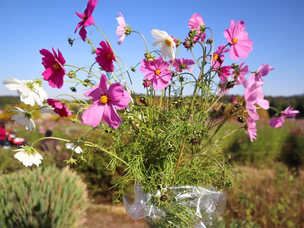 Cosmos flower-picking experience