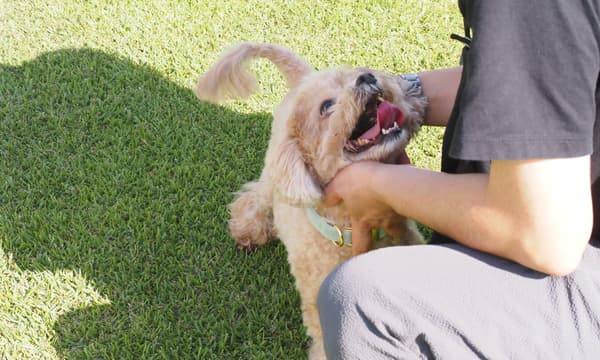 Anjing bersantai di rumput di Seizan Golf Course