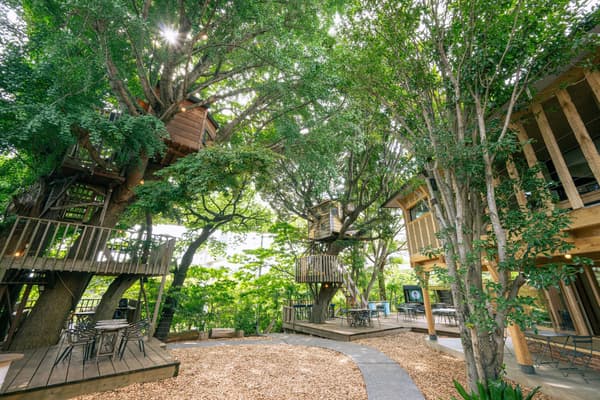 The treehouse cafe grounds among large trees