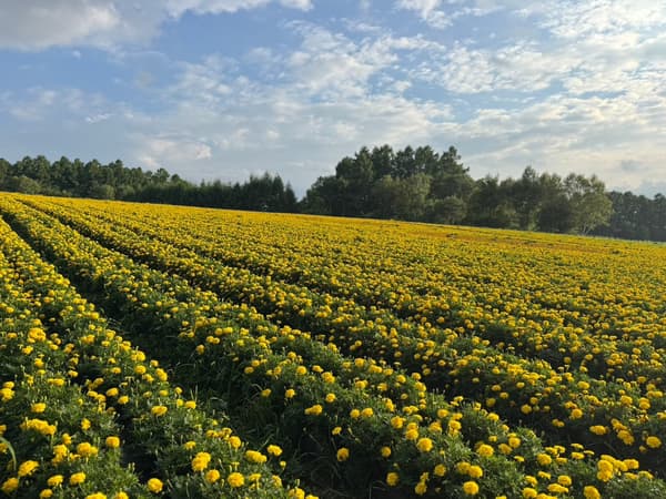 Ladang marigold berbentuk kepik