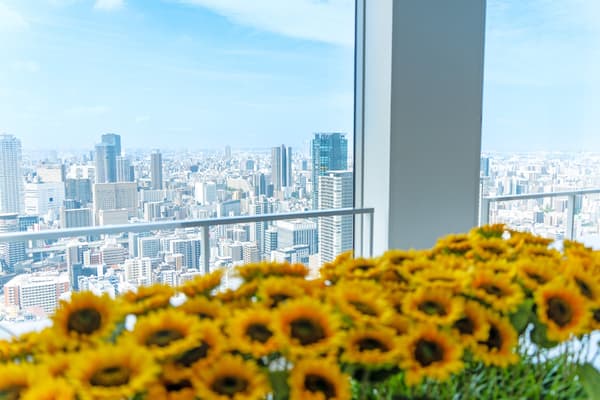 Sunflowers against a clear blue sky in the daytime