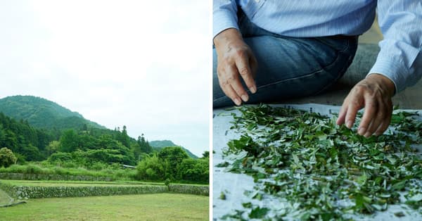 El campo de Tokuji a la izquierda y hierbas silvestres siendo manipuladas a mano a la derecha
