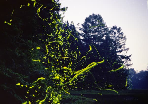 Firefly habitat area within the campsite