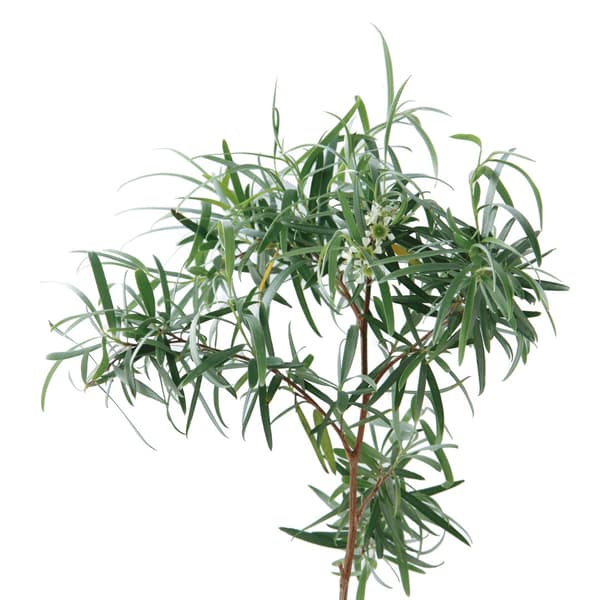 Tea tree leaf oil