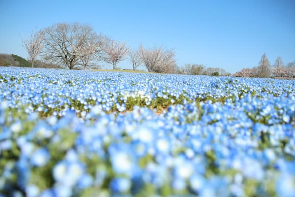 摄于2026年4月8日