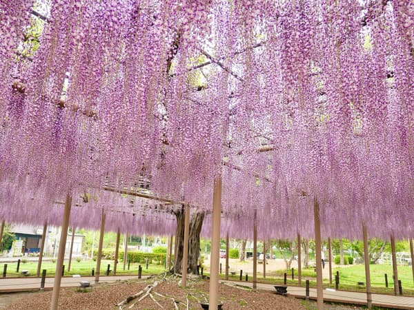 Wisteria trellis view