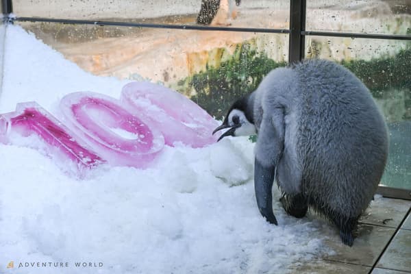 带有“100”冰雕的企鹅宝宝