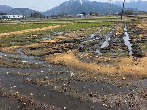 用酒粕施肥的稻田