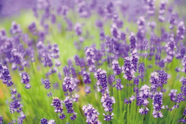 Dreaming Lavender