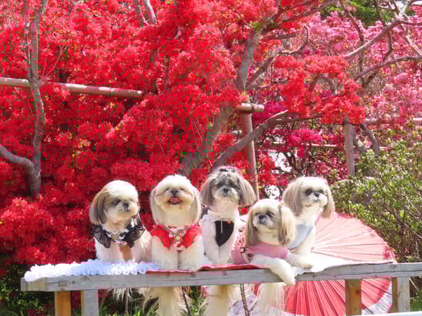 游客带着他们的狗在公园里散步