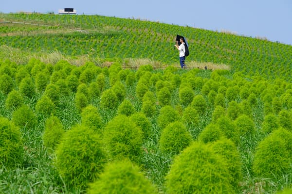 Kochia beginning to take on its fluffy, rounded shape