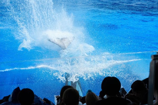 Tail Burst performance at KOBE SUMA SEA WORLD