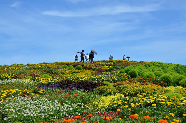 Welcome Garden in bloom at Hitachi Seaside Park