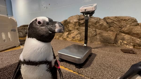 野生实况观察：企鹅 (image)