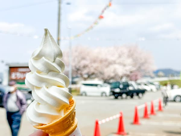 Cherry blossom cycling scenery