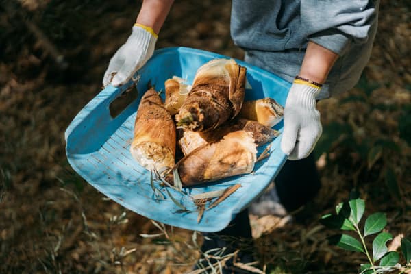 Bamboo shoots harvested from the grove